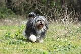 PETIT CHIEN LION 268